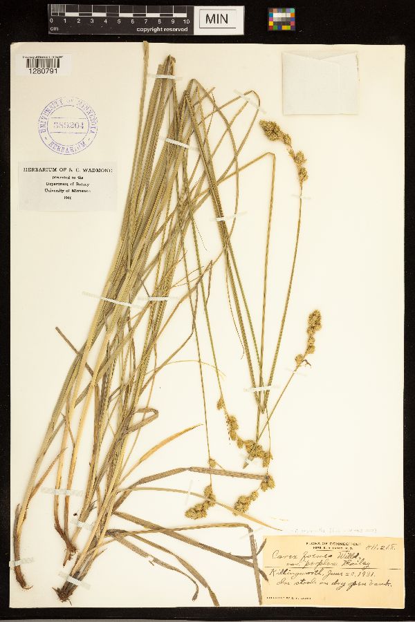 Carex argyrantha image