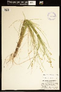 Carex atlantica image