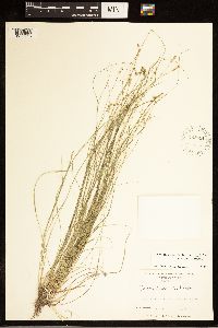 Carex atlantica image