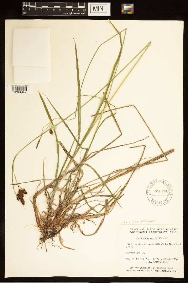 Carex atratiformis image