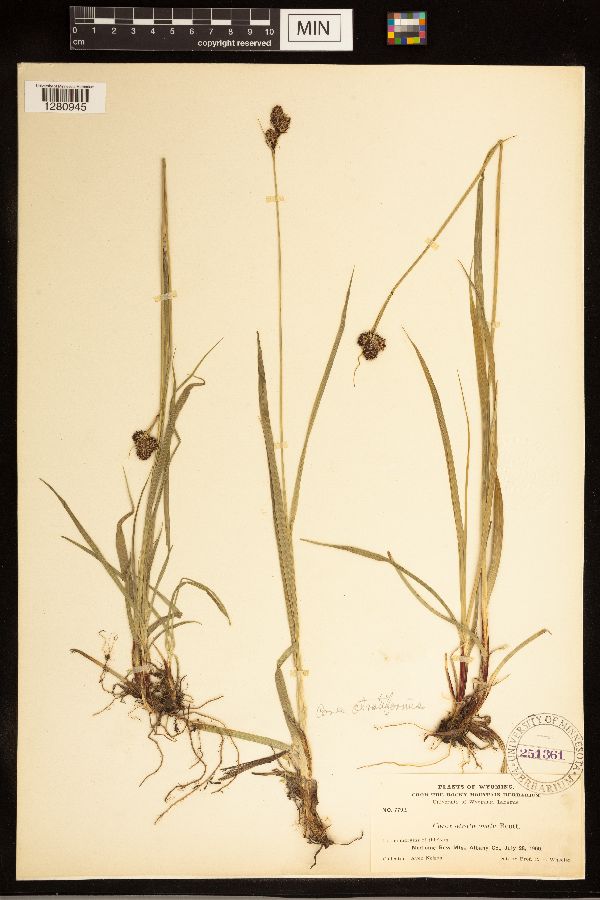 Carex atratiformis image