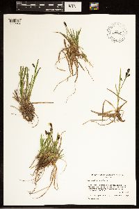 Image of Carex atrofusca