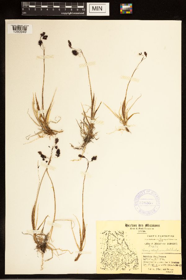 Carex atrofusca image