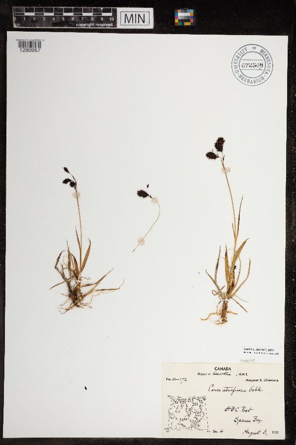 Carex atrofusca image