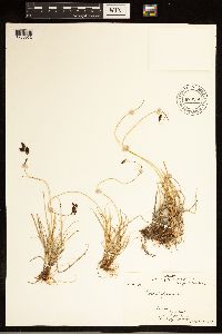Carex atrofusca image