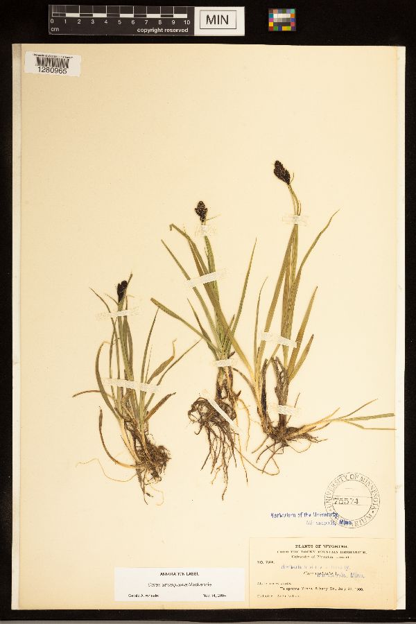 Carex atrosquama image