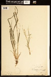 Carex australis image