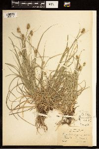 Carex australis image