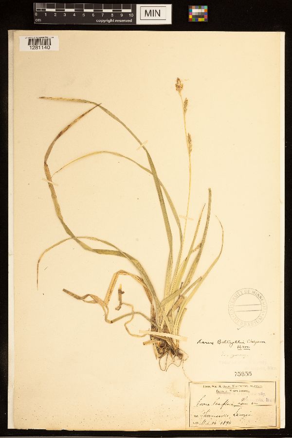 Carex baltzellii image