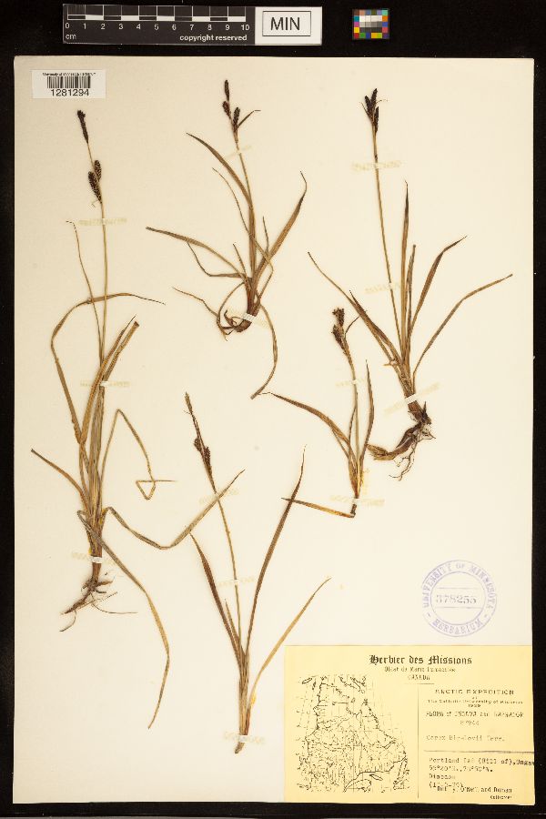 Carex bigelowii image