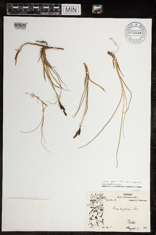Carex bigelowii image