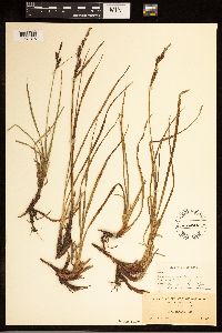 Carex bigelowii image