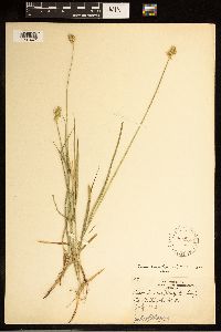 Carex brevior image