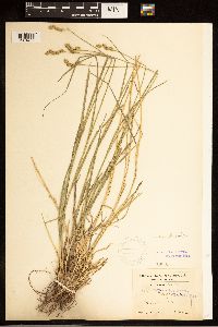 Carex brevior image