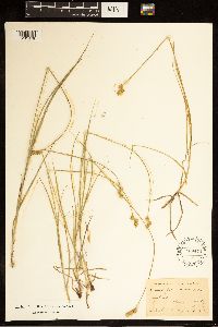 Carex brevior image