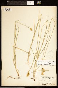 Carex brevior image