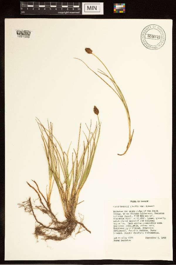 Carex breweri image