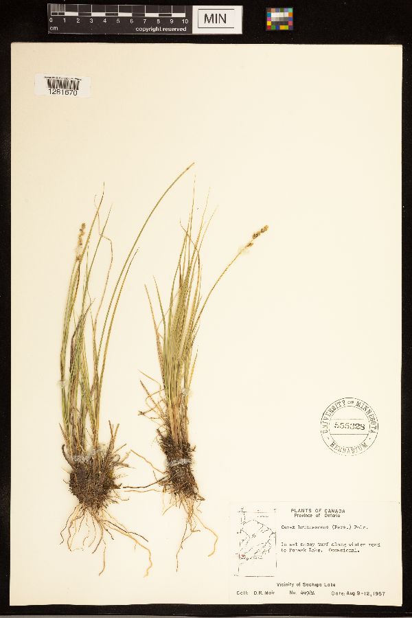Carex brunnescens image