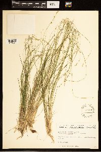 Carex brunnescens subsp. brunnescens image