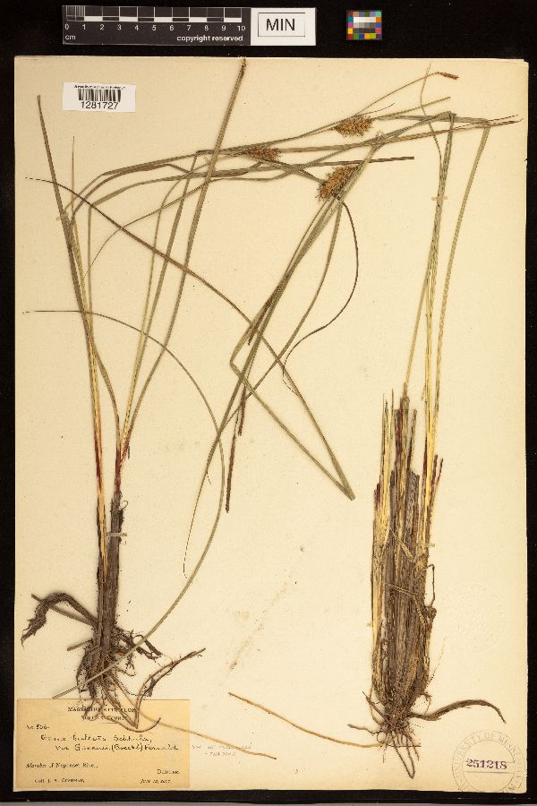 Carex bullata image