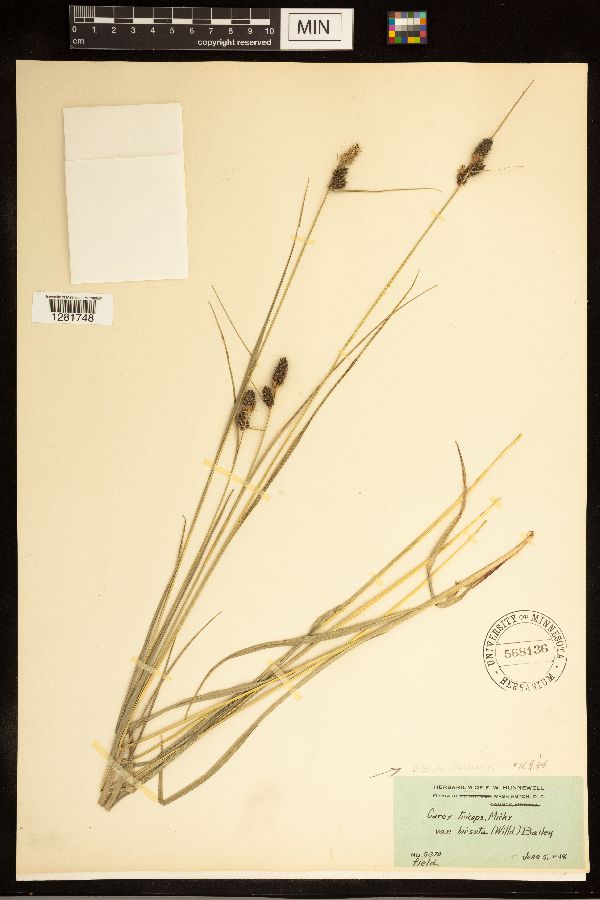Carex bushii image