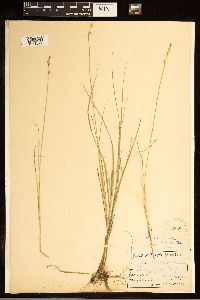 Carex canescens image