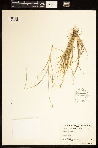 Carex canescens image