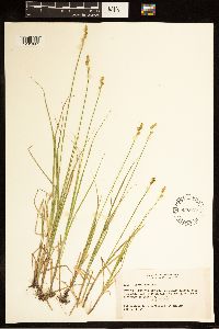 Carex canescens image