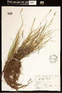 Carex canescens image