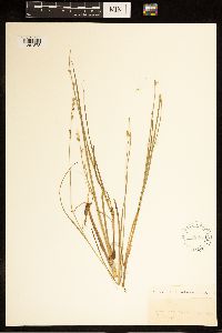 Carex canescens image