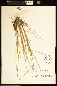 Carex canescens image