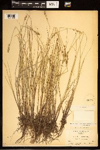 Carex canescens image