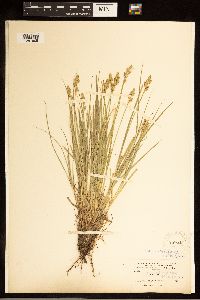 Carex canescens image