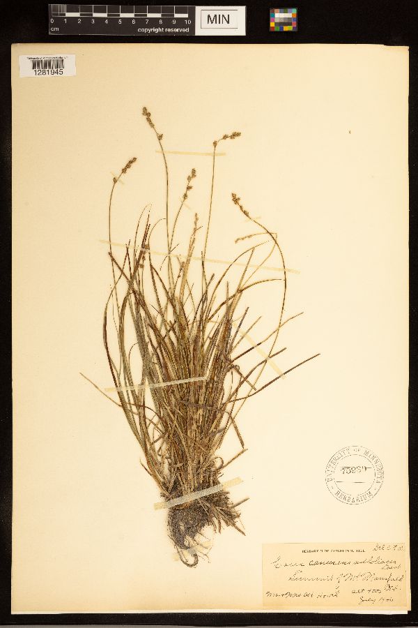 Carex canescens subsp. canescens image