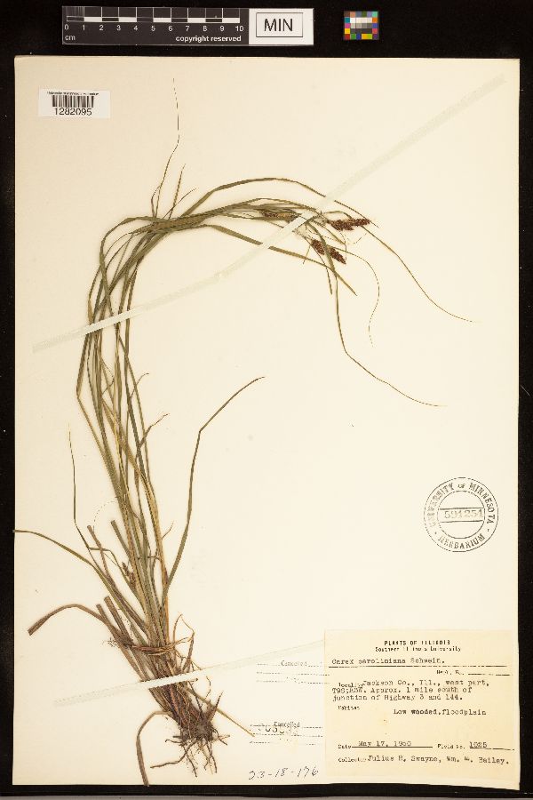 Carex caroliniana image