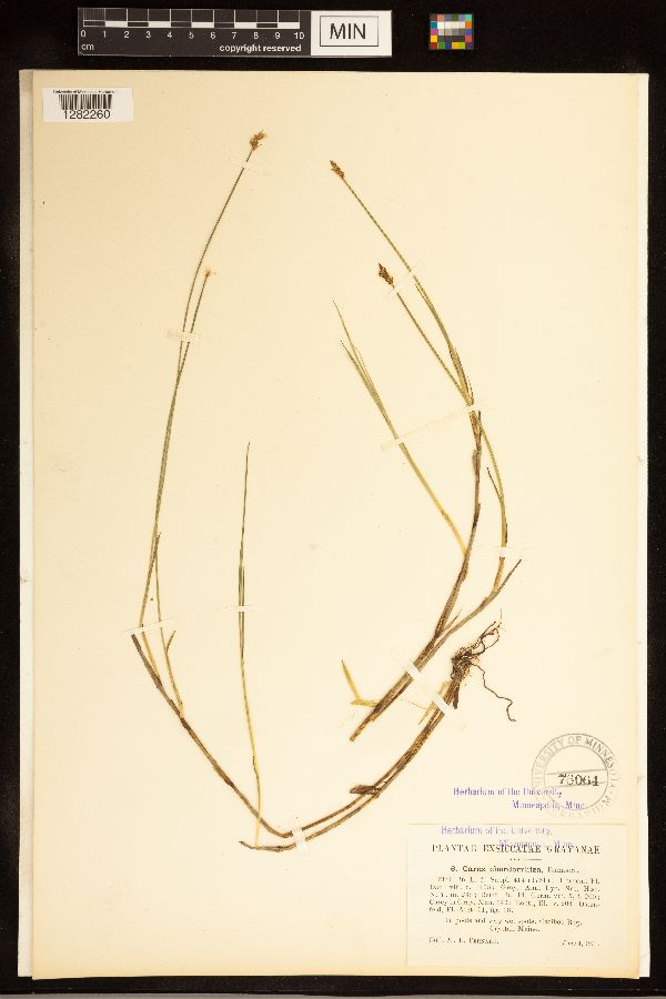 Carex chordorrhiza image