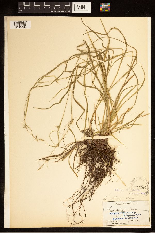 Carex collinsii image