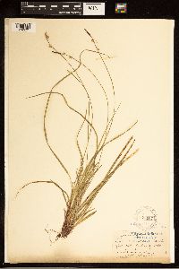 Carex communis image