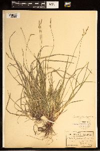 Carex communis image