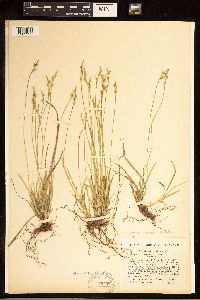 Carex communis image