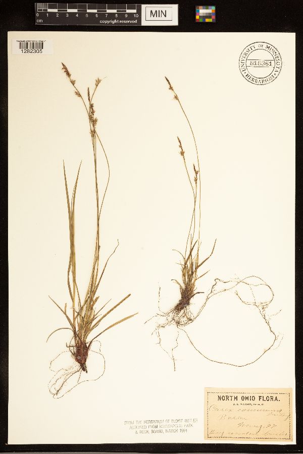 Carex communis image