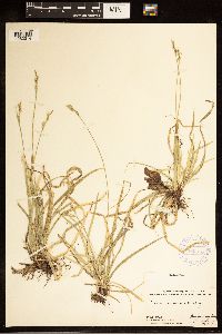 Carex communis image