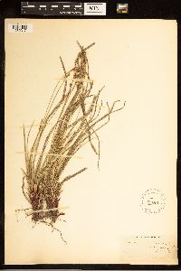 Carex communis image