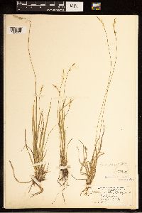 Carex communis image