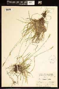 Carex communis image
