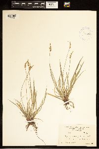 Carex communis image