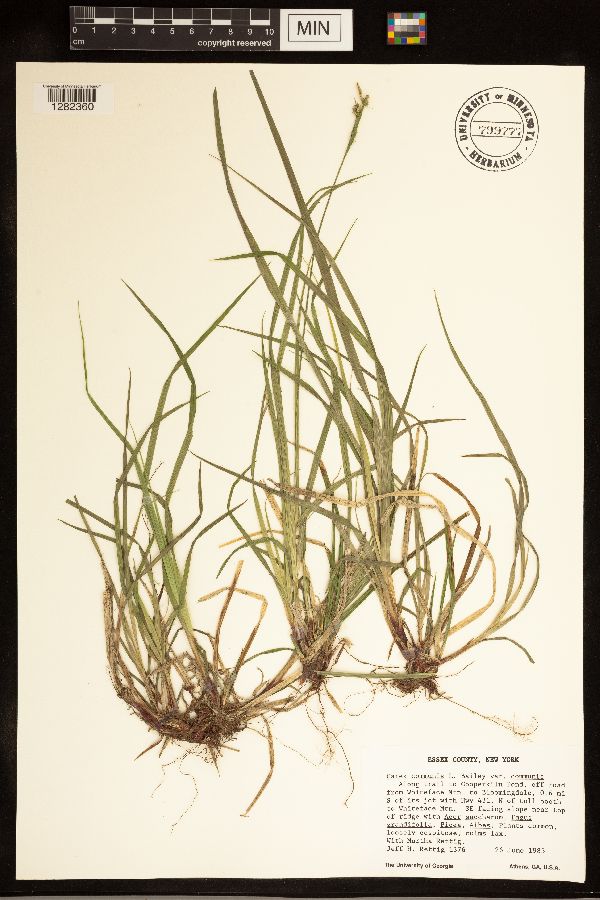 Carex communis var. communis image