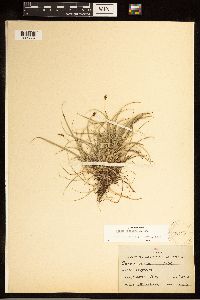 Carex concinna image