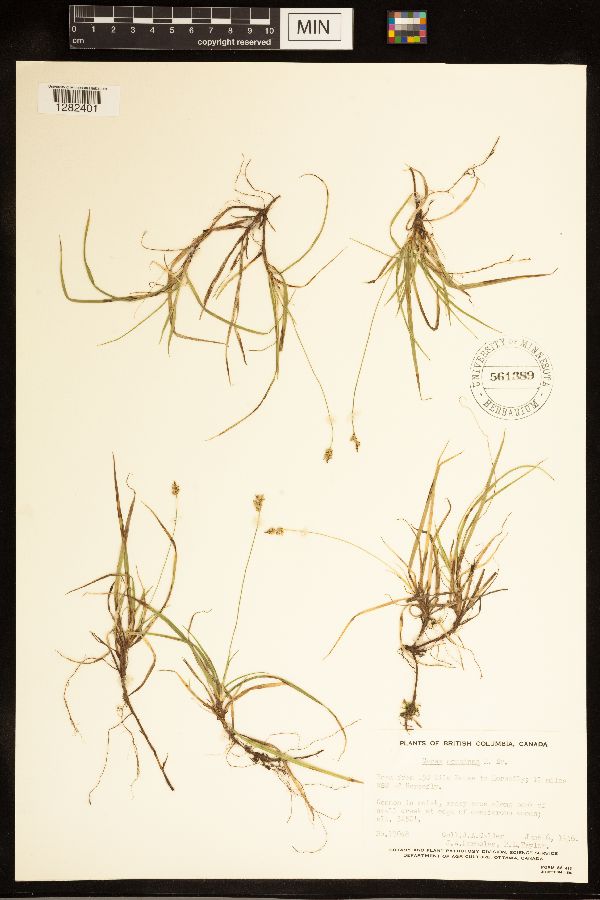 Carex concinna image