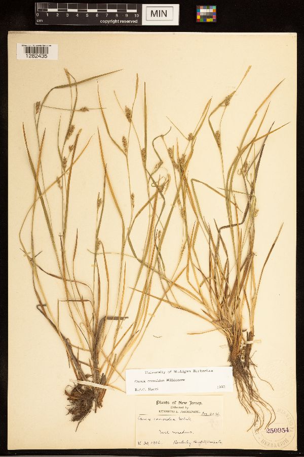 Carex conoidea image